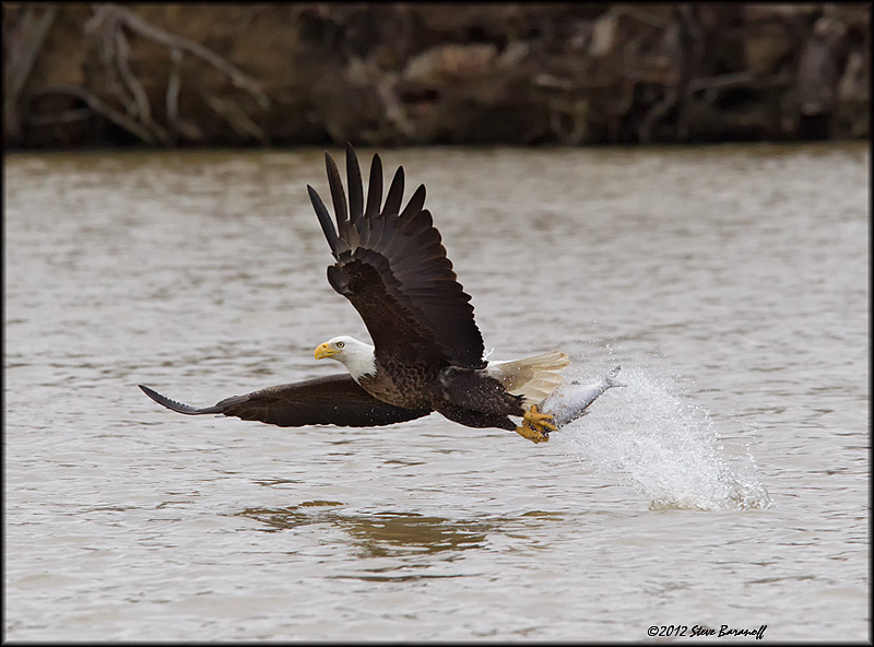 _2SB4094 american bald eagle catching fish.jpg